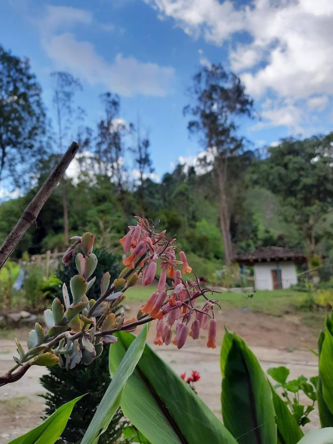 Hostal Rural La Montana Alquiyapura 살렌토 외부 사진